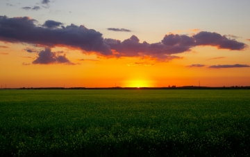 A farm in Manitoba, Canada